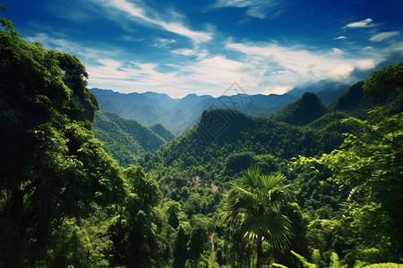 灌木丛树林热带雨林背景