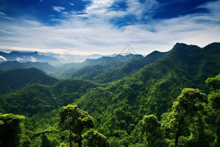 绿色灌木丛户外神秘的森林背景