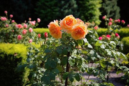 美丽的玫瑰花园林图片