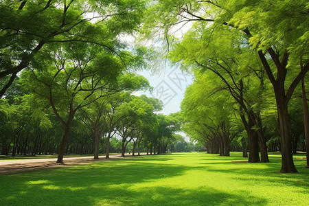 一排树林绿树成荫的公园背景