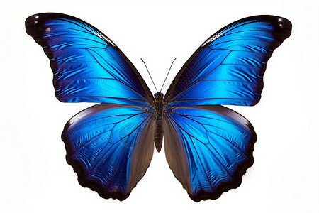 蓝蝴蝶精致的蝴蝶标本设计图片