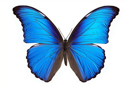蓝蝴蝶昆虫的标本细节设计图片