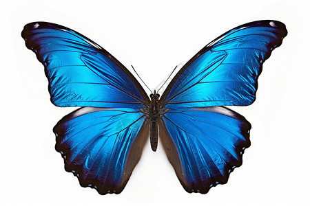 蓝蝴蝶的标本设计图片