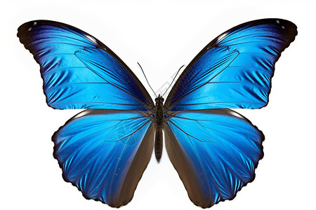 美丽的蓝蝴蝶图片