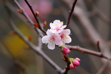 盛开的花朵背景图片