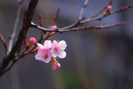 美丽的花朵背景图片