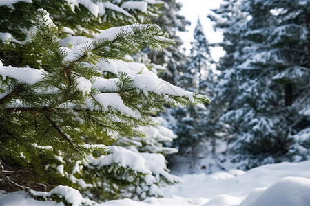 挂满雪花的树木背景图片