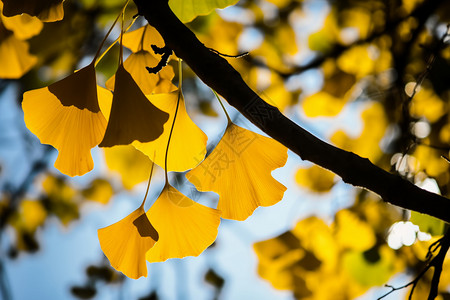 秋天的落叶背景图片
