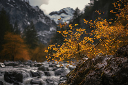 枝叶和树枝秋天的风景背景