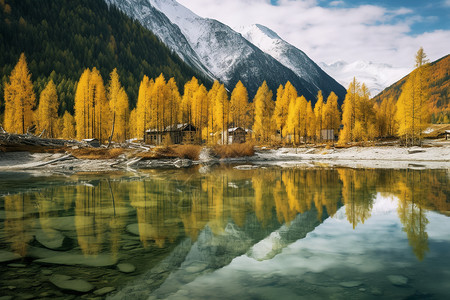 秋天的树木和背后的雪山成为一道美丽的风景图片