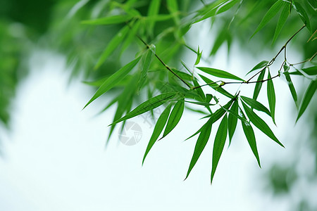 绿色的竹叶背景图片
