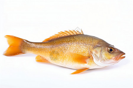 新鲜美味的黄鱼背景图片