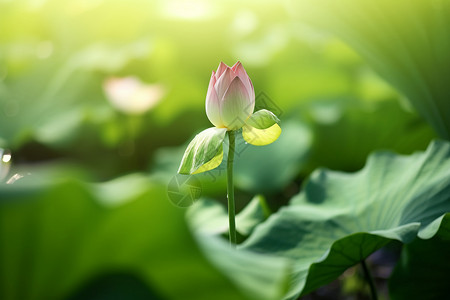 待放的花朵池塘苞待放高清图片