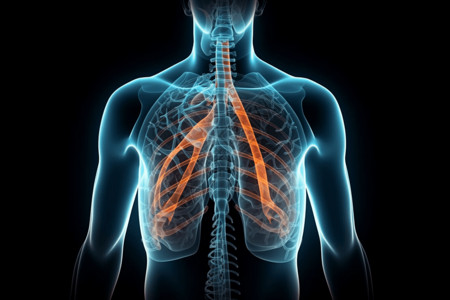 支气管系统人体透视图结构设计图片
