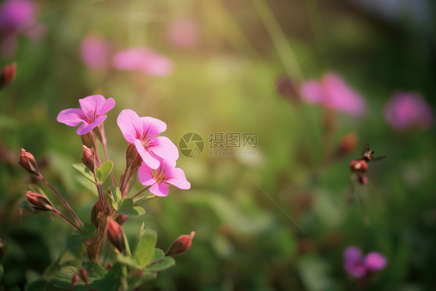 美丽野生的植物图片