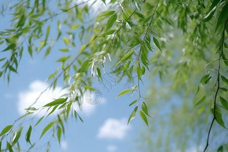 柳枝图片翠绿的柳树背景