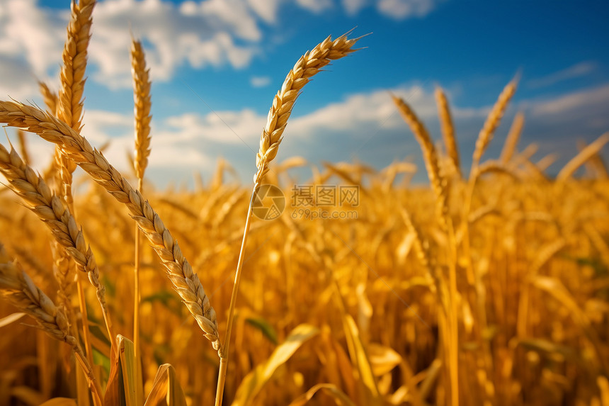 田地里的小麦图片
