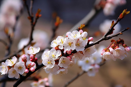 春天的美丽植物桃花背景图片