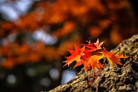 秋季树木上的枫叶图片