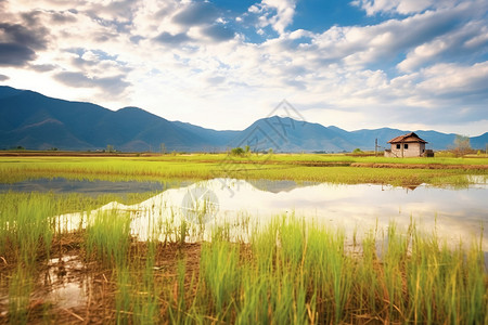 野草茂密的湿地图片