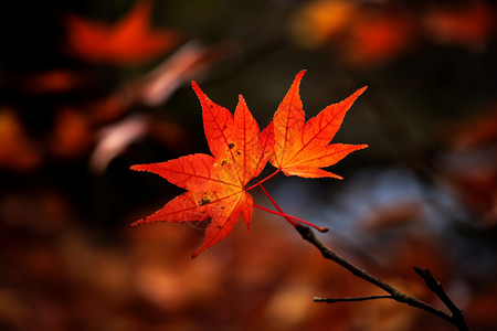 深秋红色的枫叶背景图片