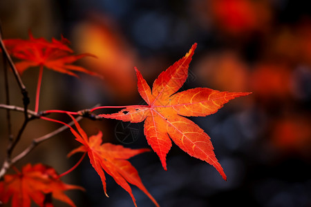 秋天红色的枫叶背景图片