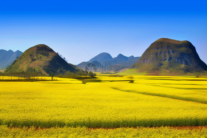 油菜花和远处的山峰图片