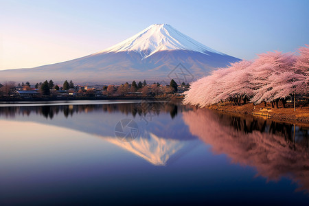 富士湖富士山上盛开的樱花背景