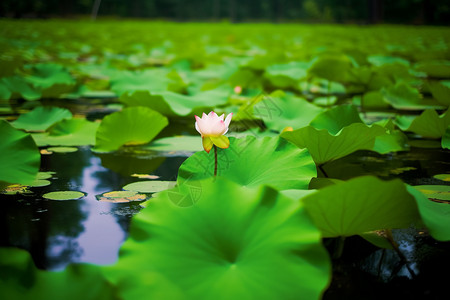 夏季荷花池的风景图片