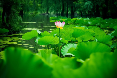 夏季荷花池图片