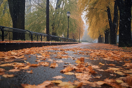 公园里的秋雨背景图片