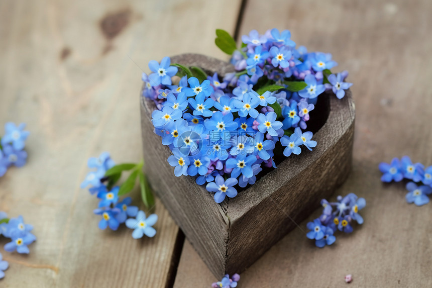 蓝色花朵的特写镜头图片