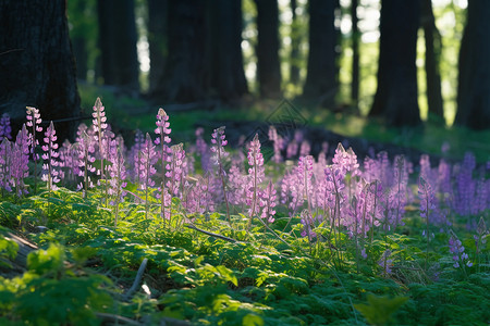 紫堇花林间空地绽放的花背景