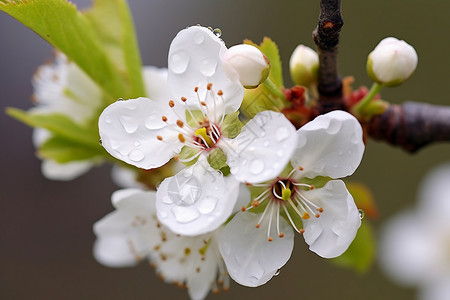 雨后的梨花背景图片