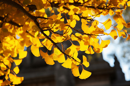 秋天银杏树背景图片