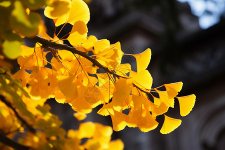 阳光下橙黄色的银杏树叶图片