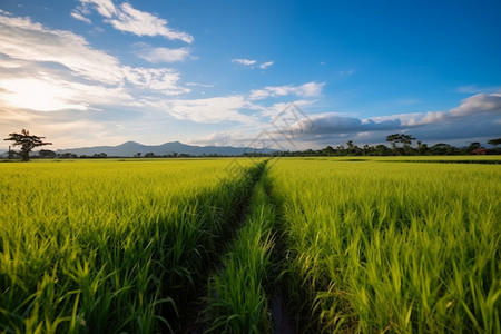 农村种植园中的水稻高清图片