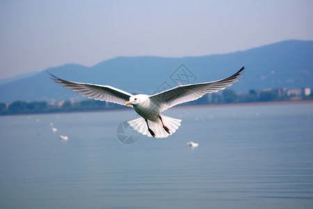 展翅高飞的海鸥背景图片
