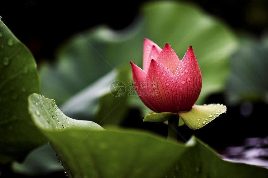 雨后清莲图片