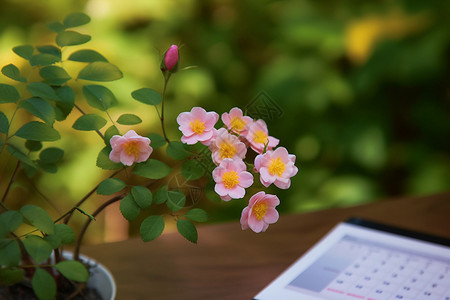 花卉与日历背景图片