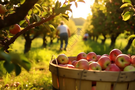 农民从树上摘苹果图片
