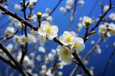 梅花林梅花盛开的特写镜头背景