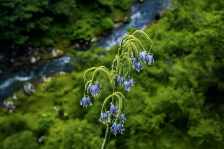 陡峭的树梢上一枝花背景图片