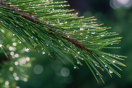 树枝上的雨水背景图片