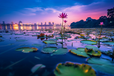 夏季的夜晚背景图片