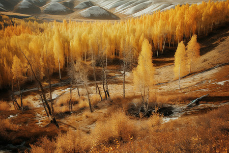 金灿灿秋天金色的秋天背景