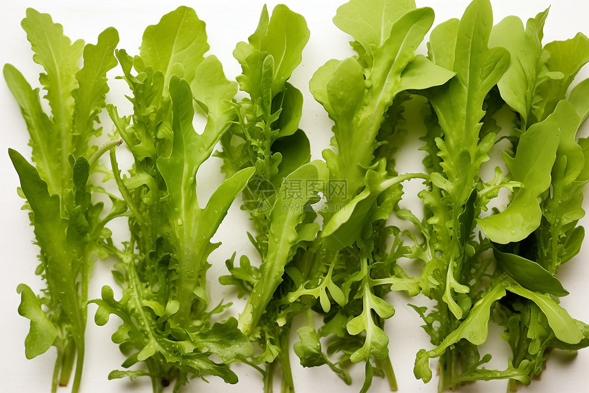 新鲜采摘的绿色蔬菜图片