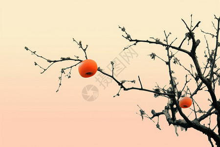 传统喜庆柿子树中国画图片