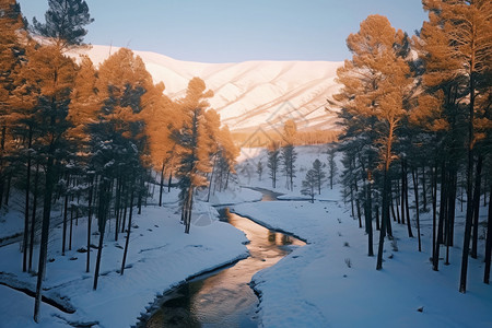 山间松树林的自然景观图片