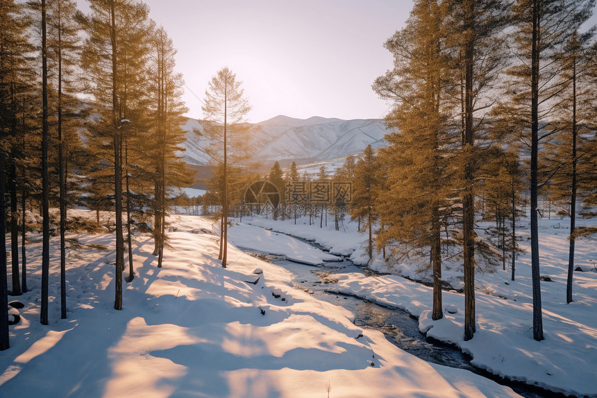 日落时分的冬季森林图片